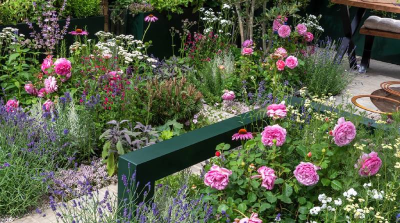 Creepers Nursery: Cultivating Excellence at Hampton Court Flower Show
