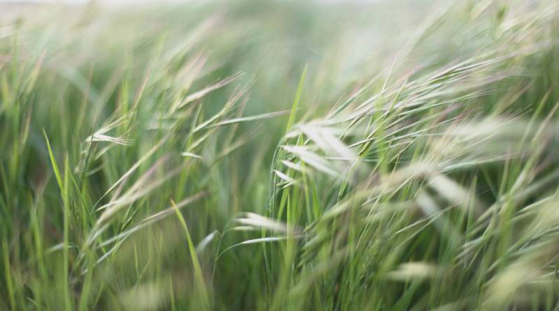 Cut back deciduous grasses if you had left them uncut for Winter