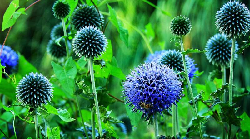 Dividing Herbaceous Perennials: A Guide for October Gardeners