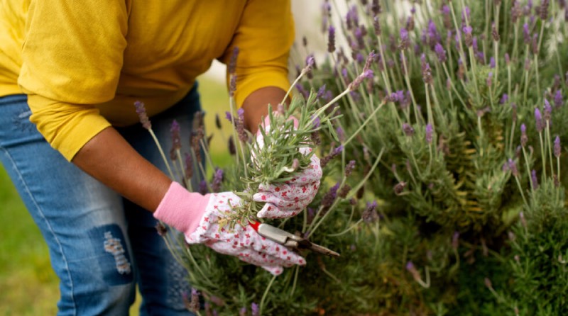 Effortless Elegance: Low-Maintenance Planting for Busy Gardeners