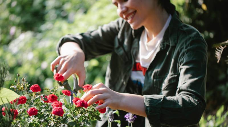 Expert Rose Pruning Guide