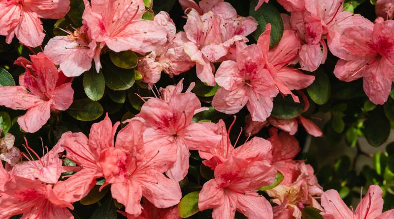 Hardy Plants: A Guide for Gardeners