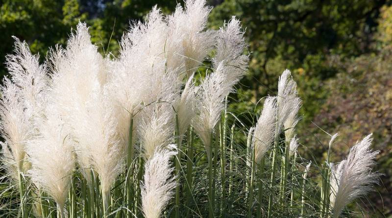 Ornamental Grasses: Transforming Your Garden with Elegance and Ease