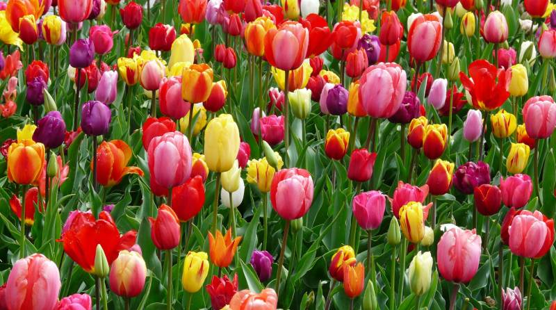 Planting Tulips: A Guide to a Vibrant Spring Garden