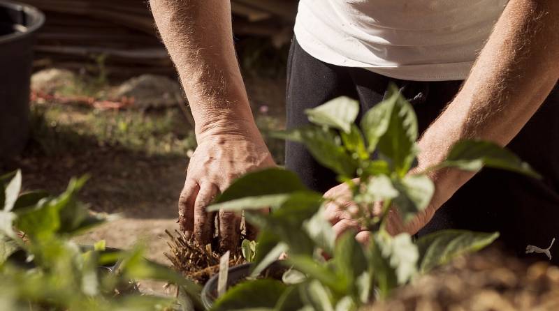Planting Winter Flowering Bedding: Brighten Your Garden All Season Long