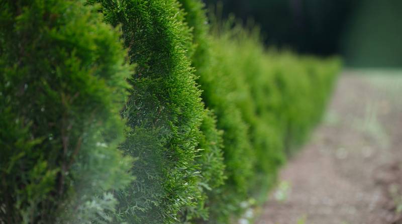 Prune hardy evergreen hedges and renovate overgrown deciduous hedges