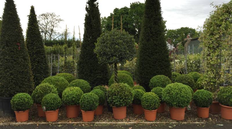 Prune Winter Flowering Shrubs Once They Have Finished Flowering