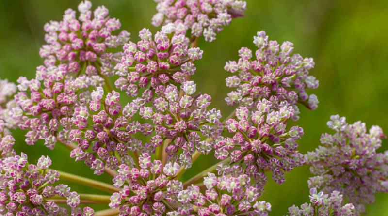 Spring Showstopper Plants: What Designers Are Loving Right Now
