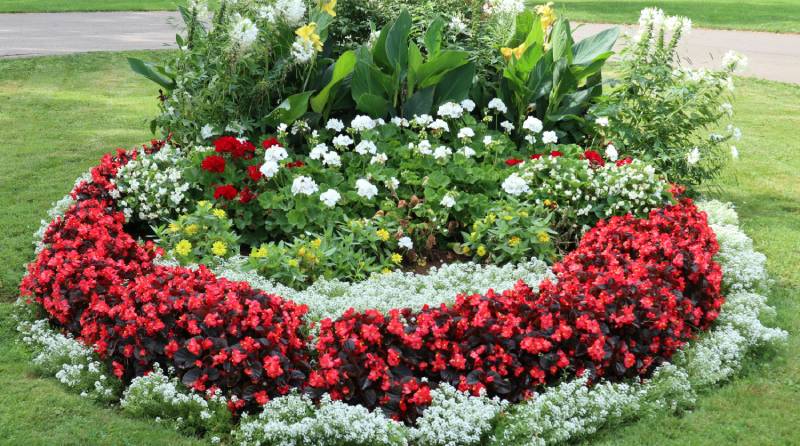 Summer's Canvas: Bedding Plants for Vibrant Displays
