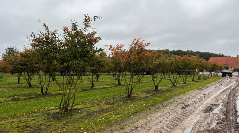Tagging Trips: Ensuring Quality and Variety at Creepers Nursery