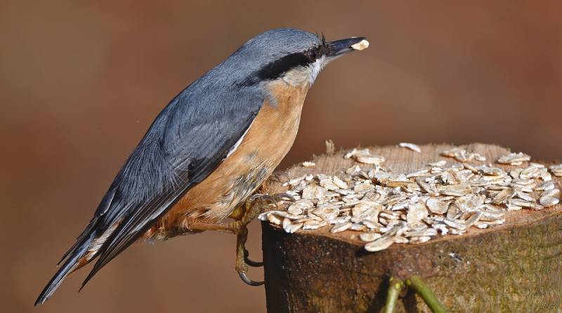 The Benefits of Feeding Birds: Enhancing Your Gardenâ€™s Health