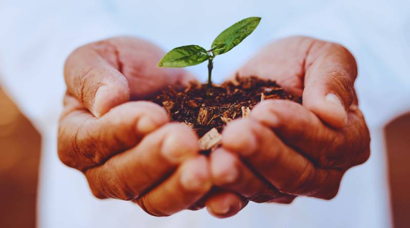 The Power of Plants: Promoting Mental Wellbeing on World Mental Health Day