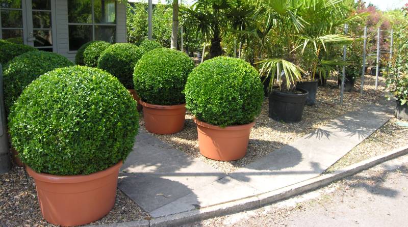 Topiary Pruning: Shaping Natureâ€™s Art