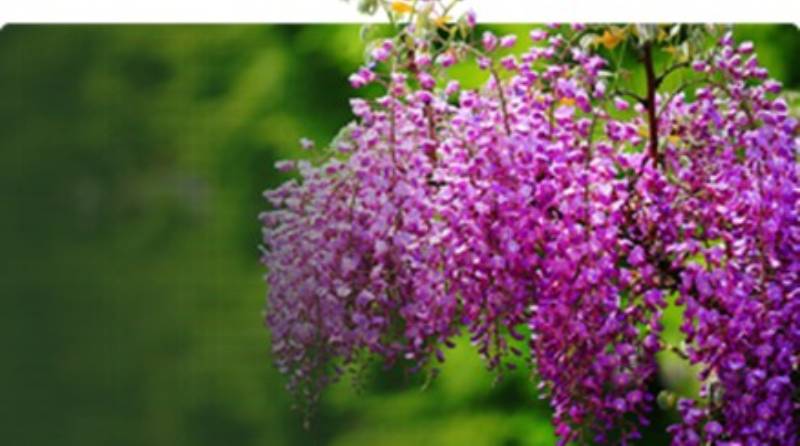 Winter Wisteria Pruning: A Guide for December and January