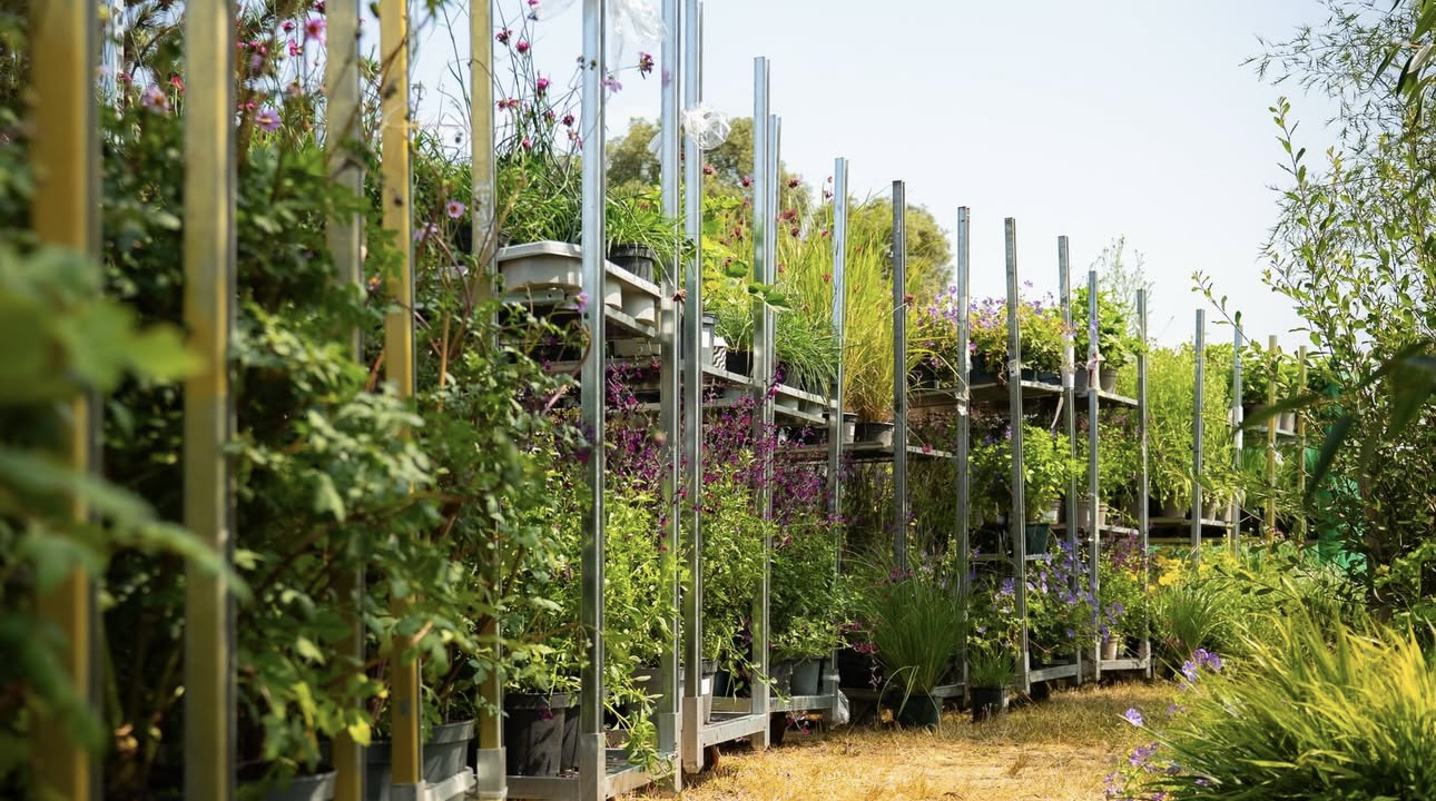 Consistency at scale: supplying plants for large landscape schemes