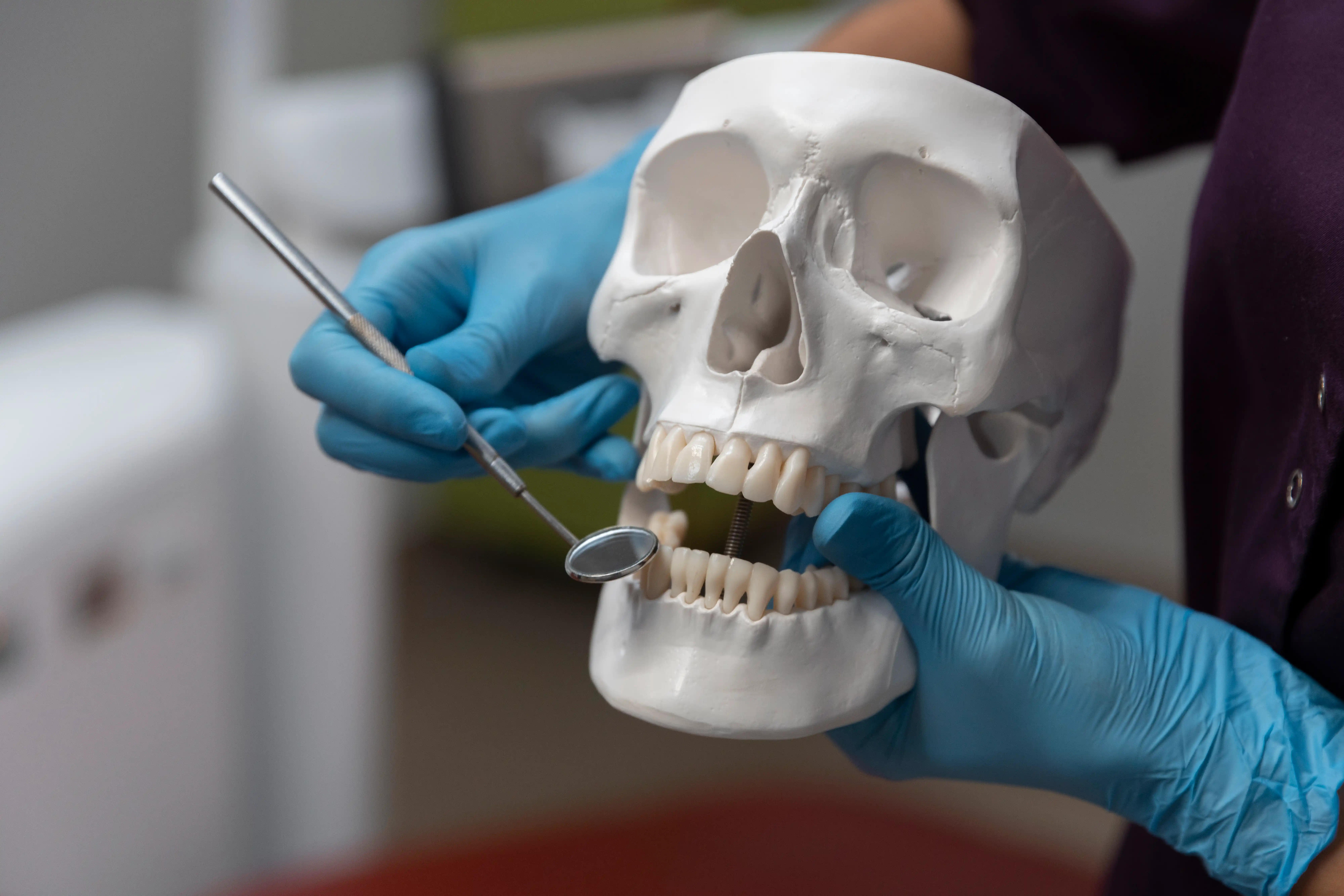Gloved hands using a dental mirror to examine teeth on a human skull model.