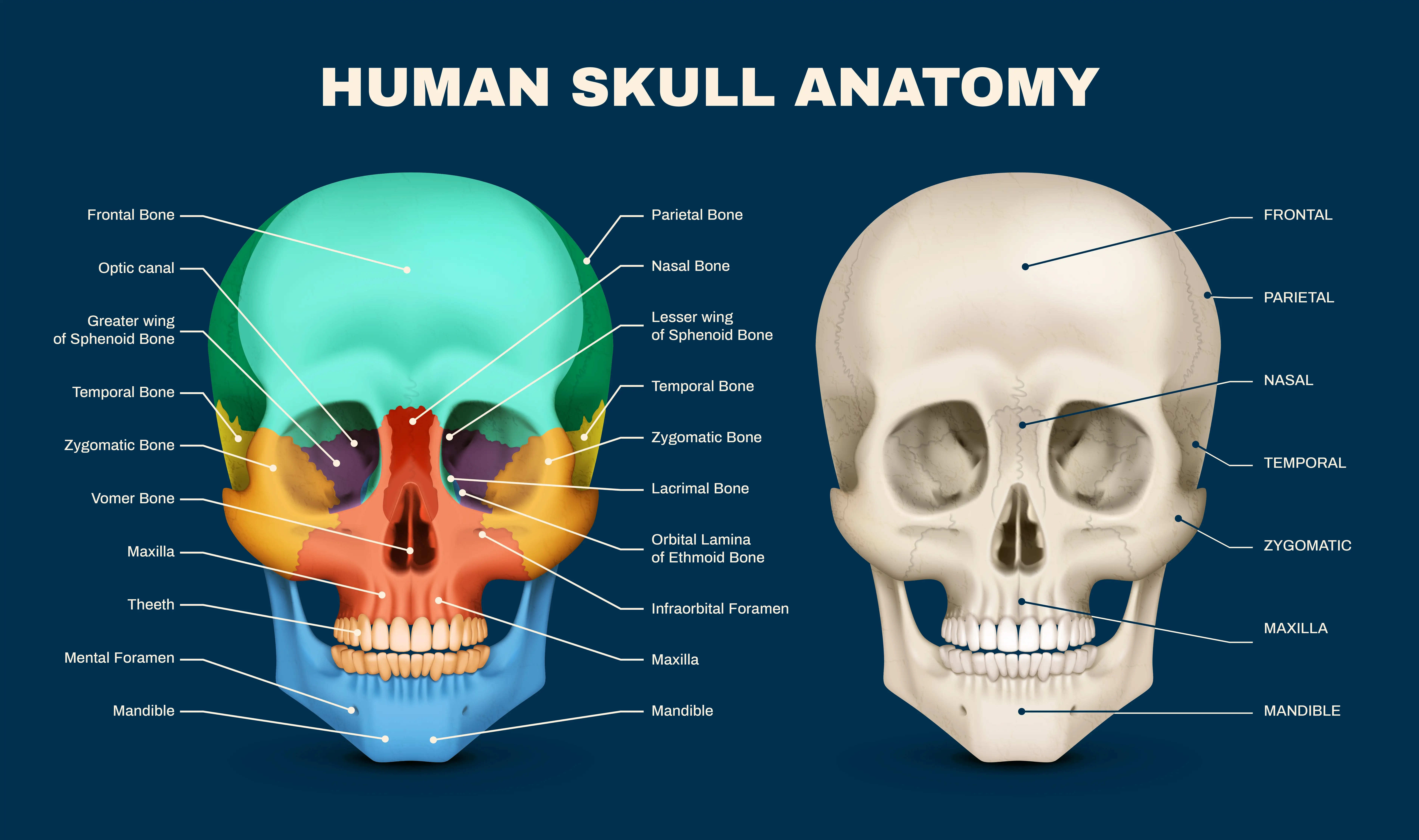 Labeled medical diagram showing the front view anatomy of a human skull.