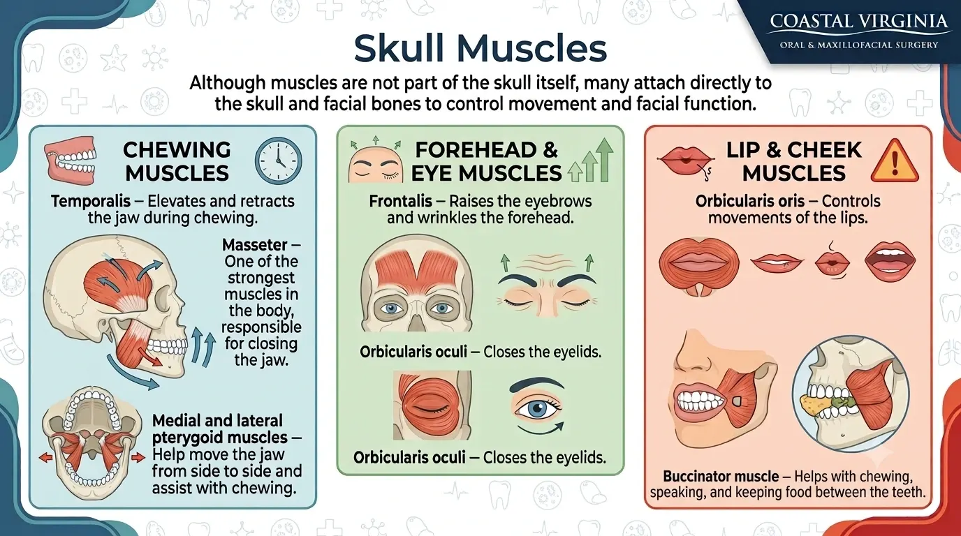 Infographic diagram explaining human skull and facial muscles and their functions.