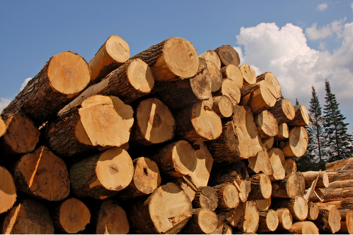 stacked timber logs  