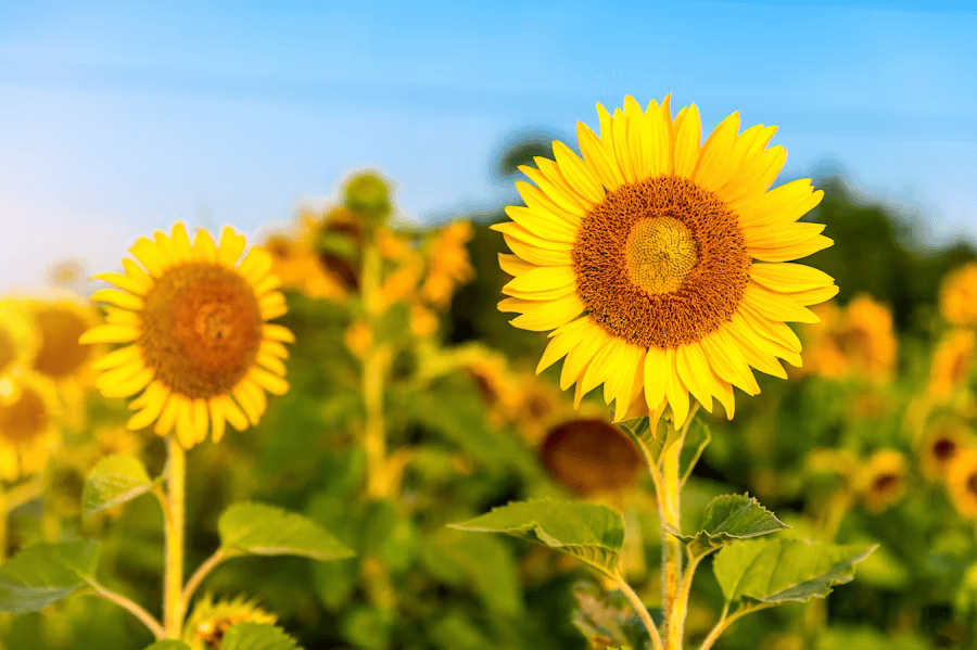 Sonnenblume mit Kernen voller omega 6 fette.