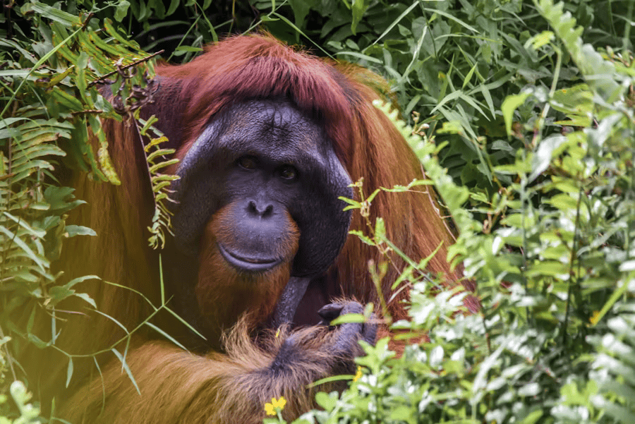 Regenwald mit Urang Utan.