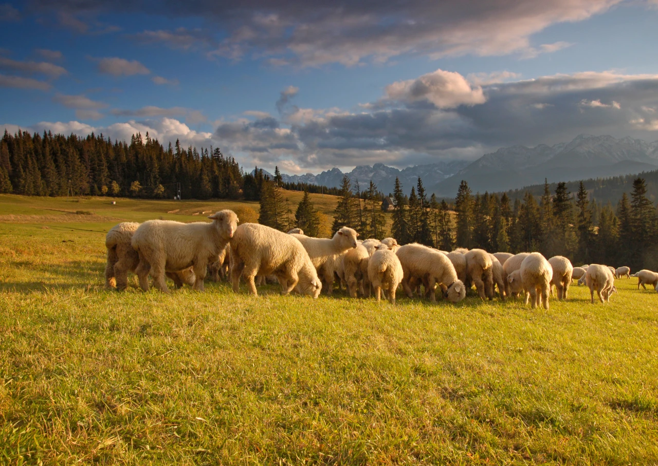 Atrakcje Bukowiny Tatrzańskiej w okolicy Aries - zdjęcie 2
