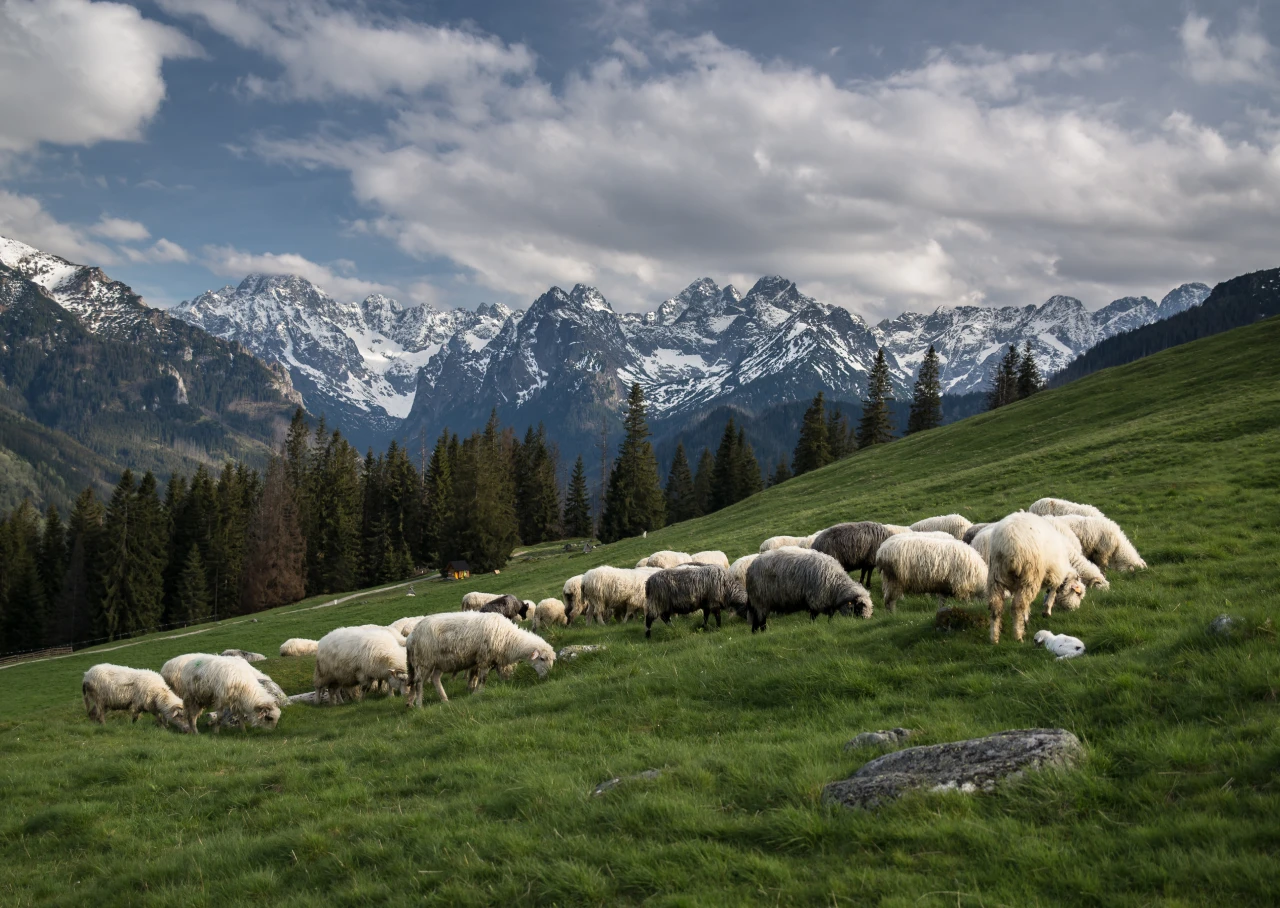 Atrakcje Bukowiny Tatrzańskiej w okolicy Aries - zdjęcie 5