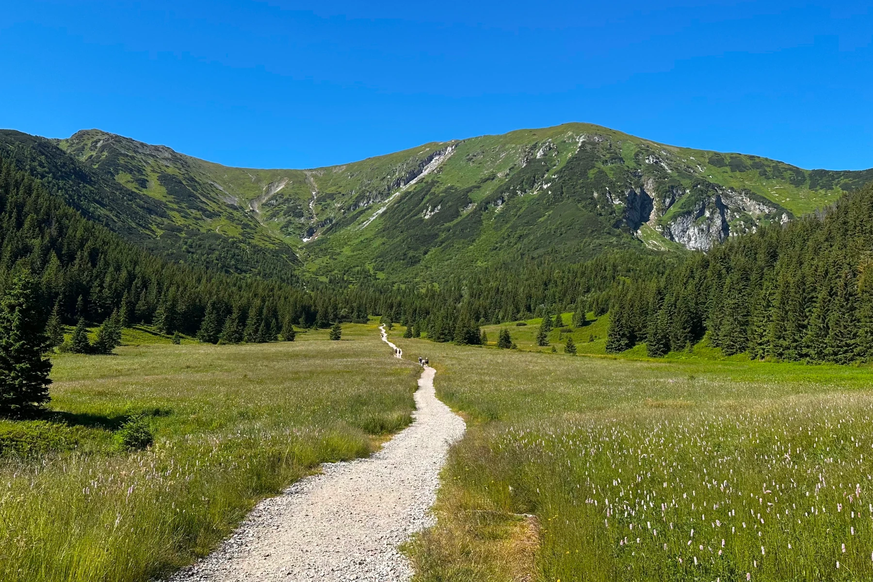 Rusinowa Polana i Gęsia Szyja – panorama Tatr