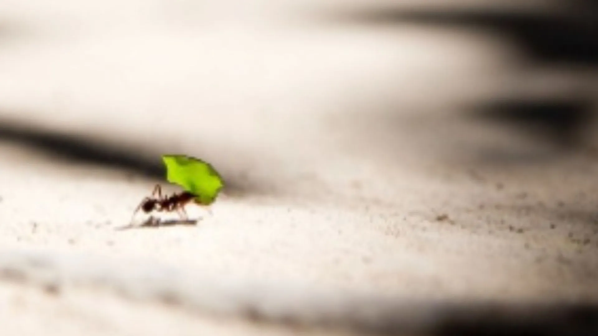 An ant demonstrating corporate training on resilience by carrying a leaf much larger than itself, showcasing strength and determination.