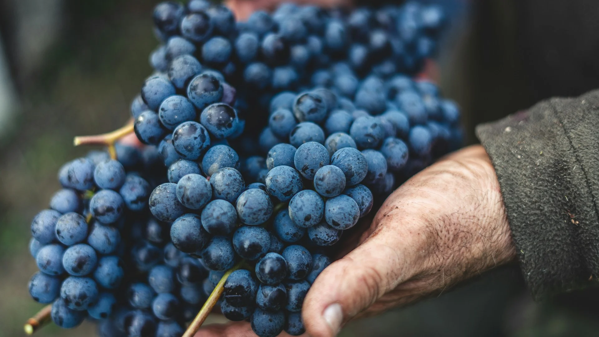 Barbera: an In-Depth Grape Varietal Profile