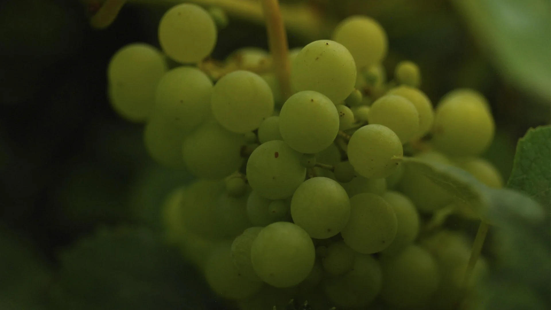 Trebbiano Toscano: An In-Depth Grape Profile