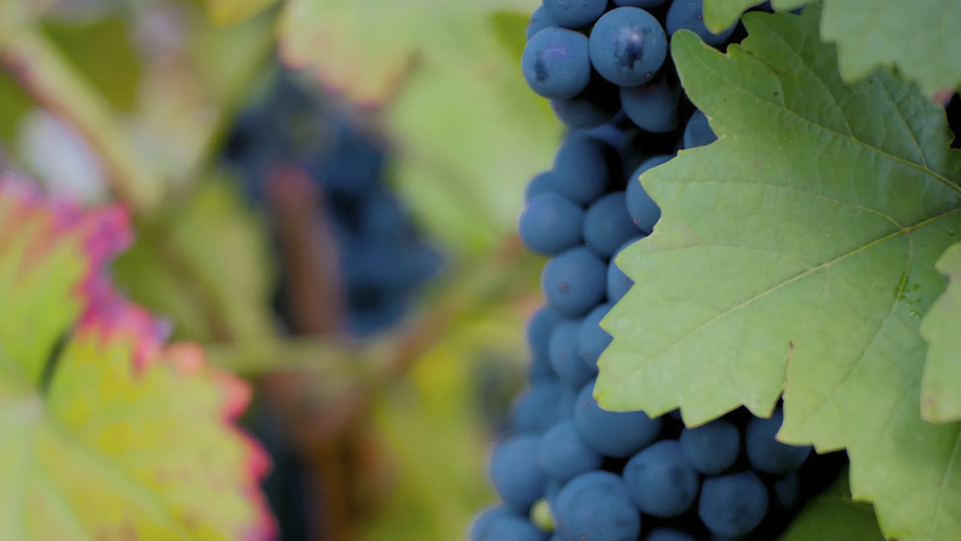 Nero d'Avola: An In-Depth Grape Profile
