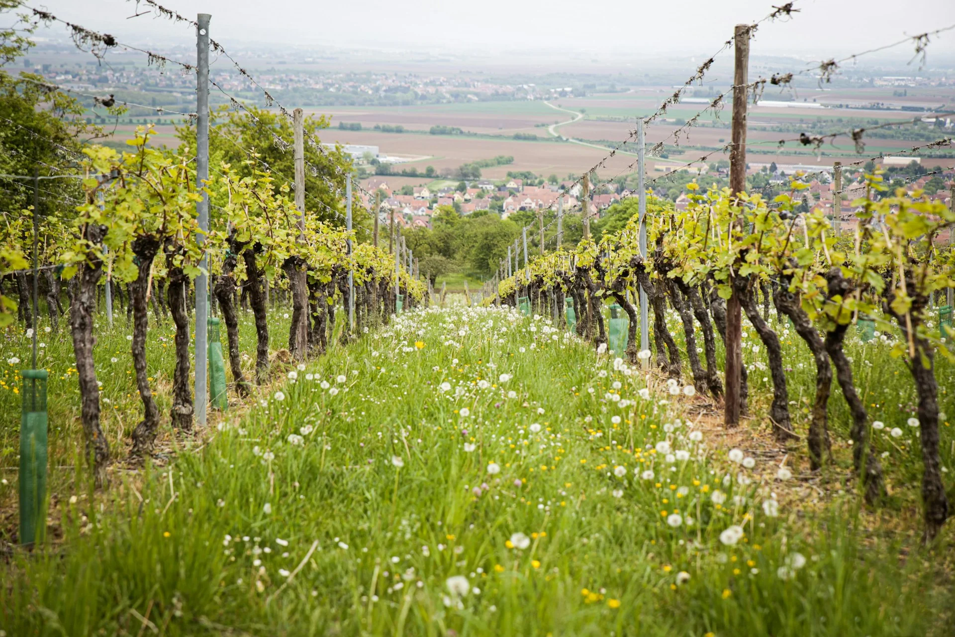 Understanding Terroir: The Truth, the Myth, and the Marketing Machine