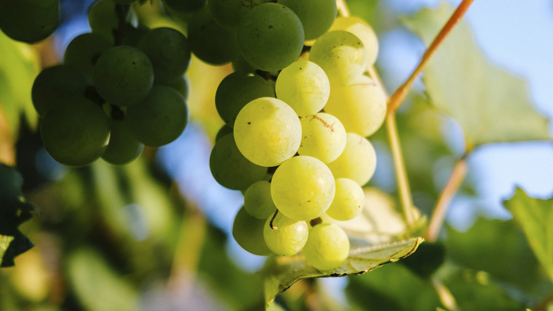 Grüner Veltliner: An In-Depth Grape Profile