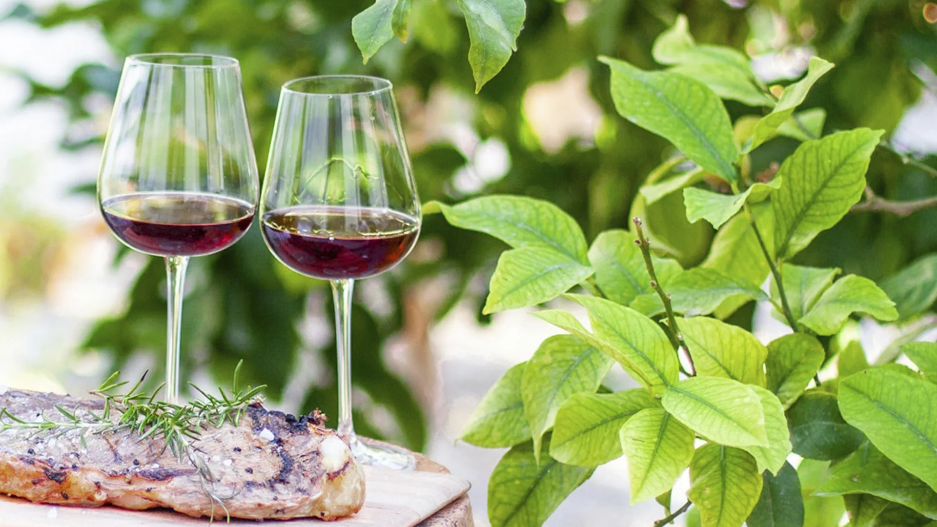 Bonarda: An In-Depth Wine Profile 
