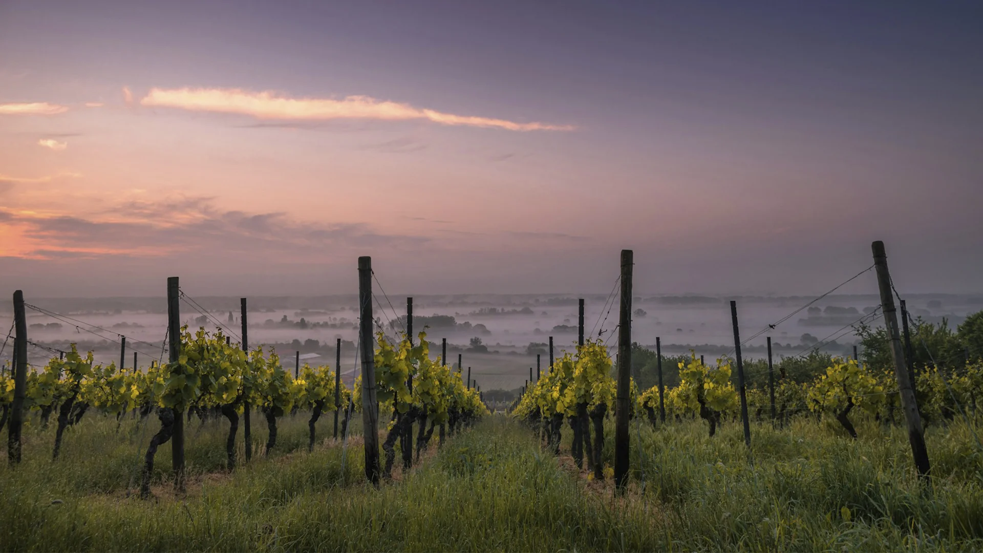WINE BUSINESS MANAGEMENT | PROiNOS Wine Program: A Comprehensive Analysis of the PROiNOS Wine Program