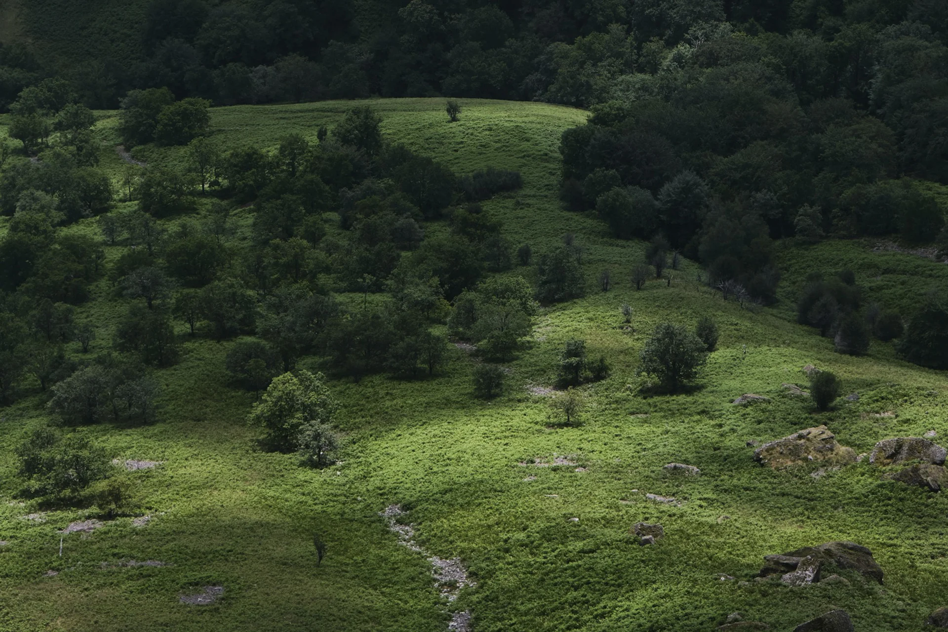 Txakoli de Vizcaya DO