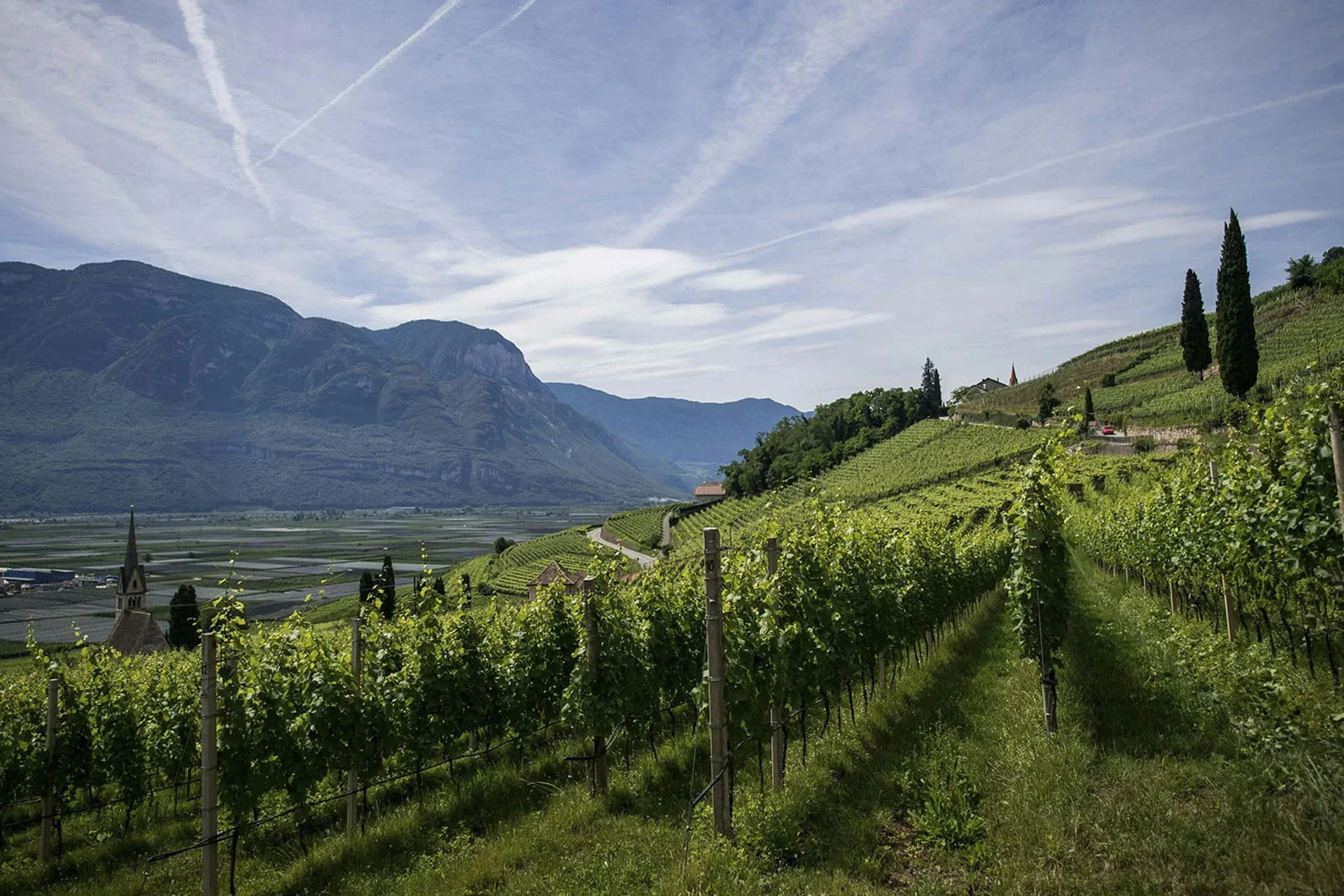 Alpine Wine Guide: Regions, Grapes, and Styles