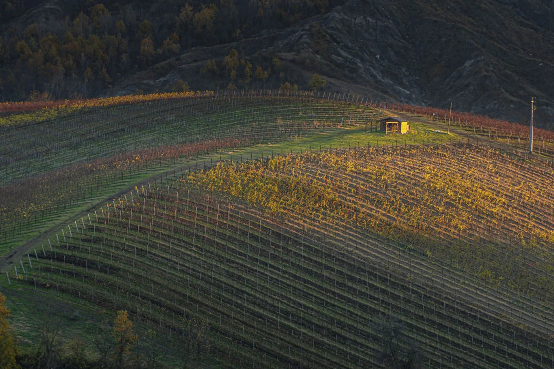 Turkish Indigenous and International Varieties Guide