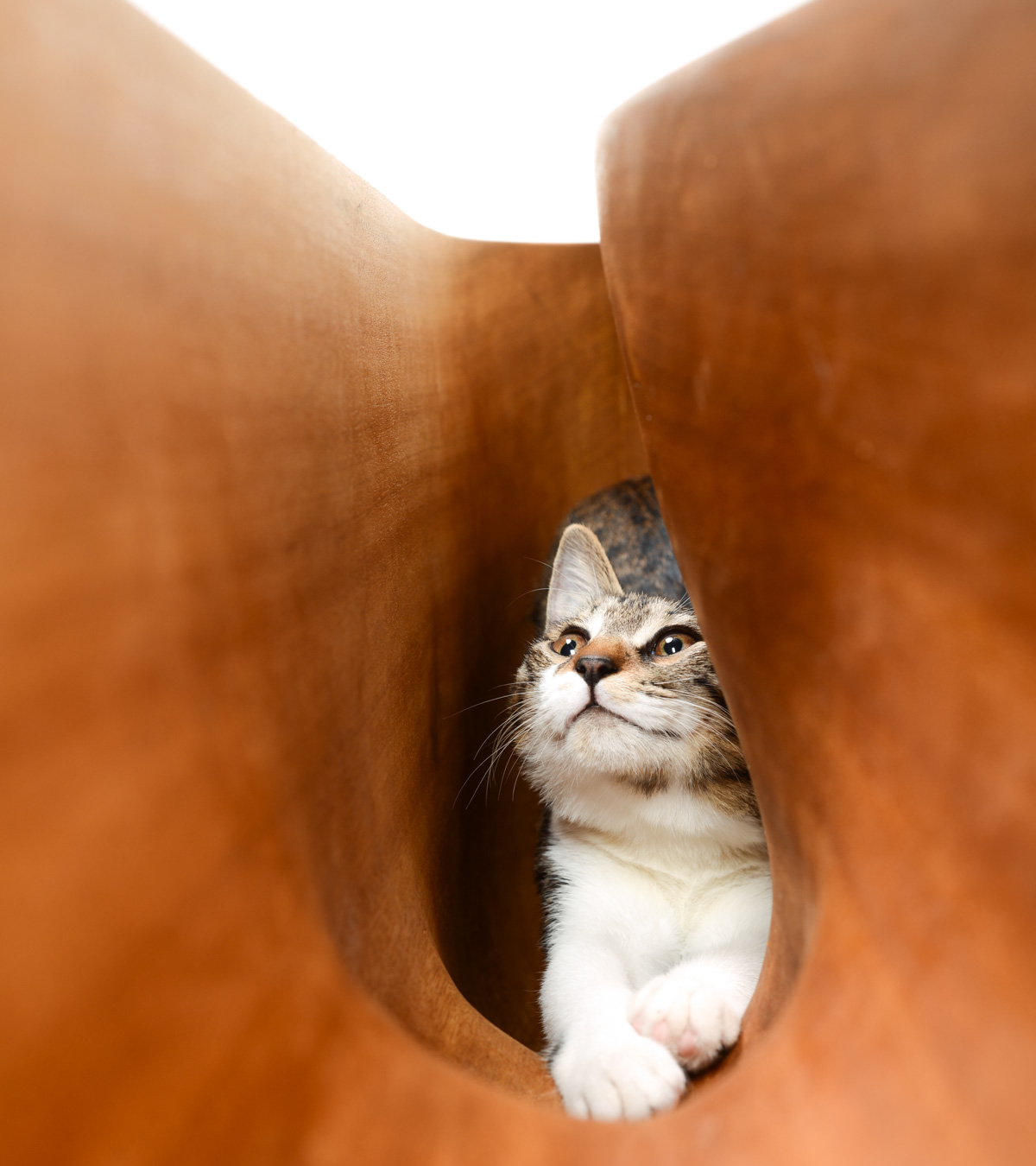 猫桌1.0 | 零壹城市
