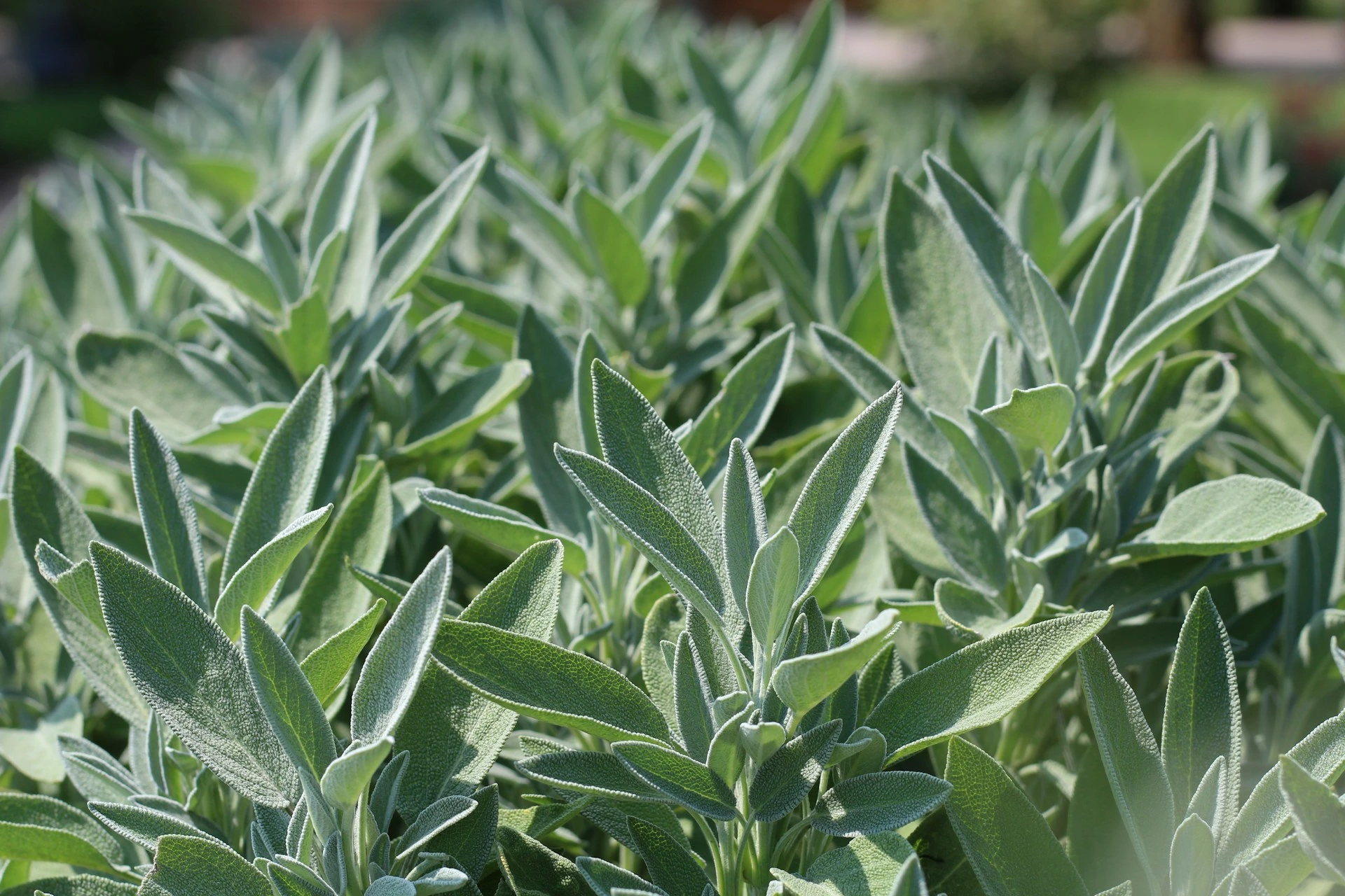 Sage Herb Health Benefits And Uses Signos Sage Herb Health Benefits And Uses Signos