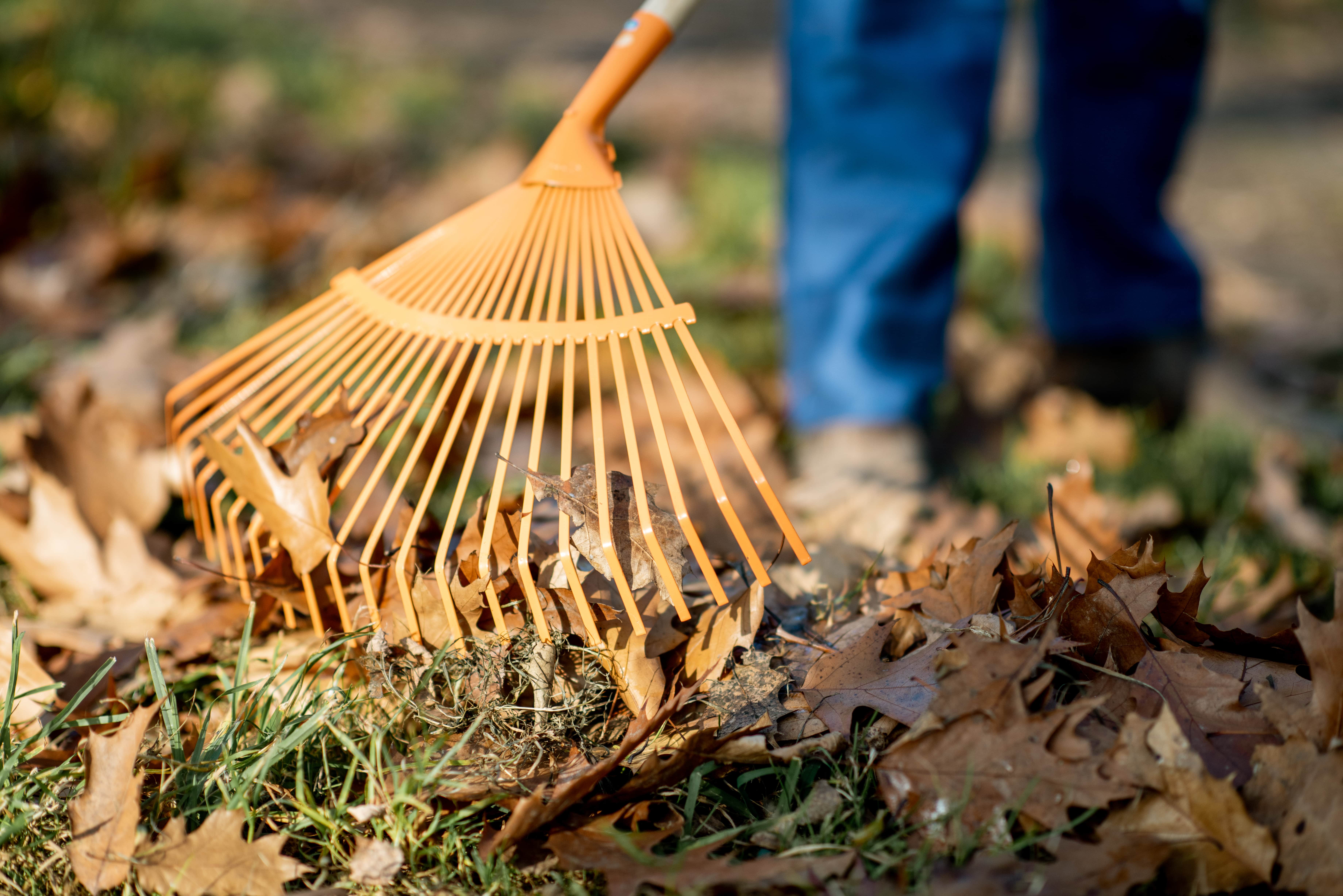 raking leaves