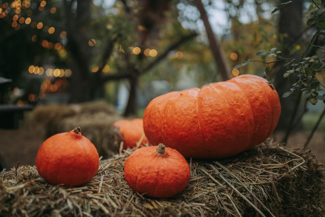 Autumn pumpkins of different sizes on hay with soft bokeh lights