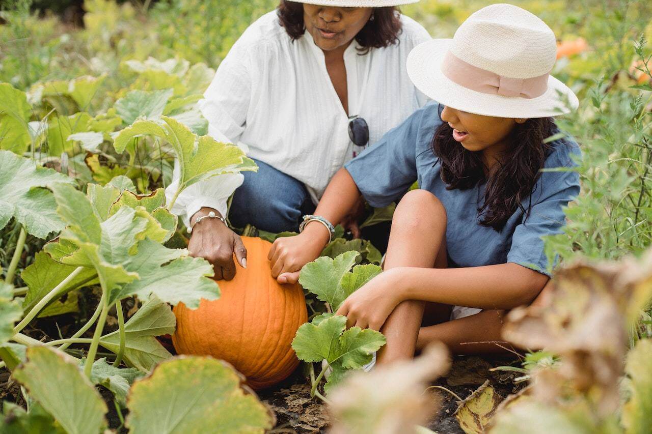 Two people picking a large orange pumpkin in a garden together