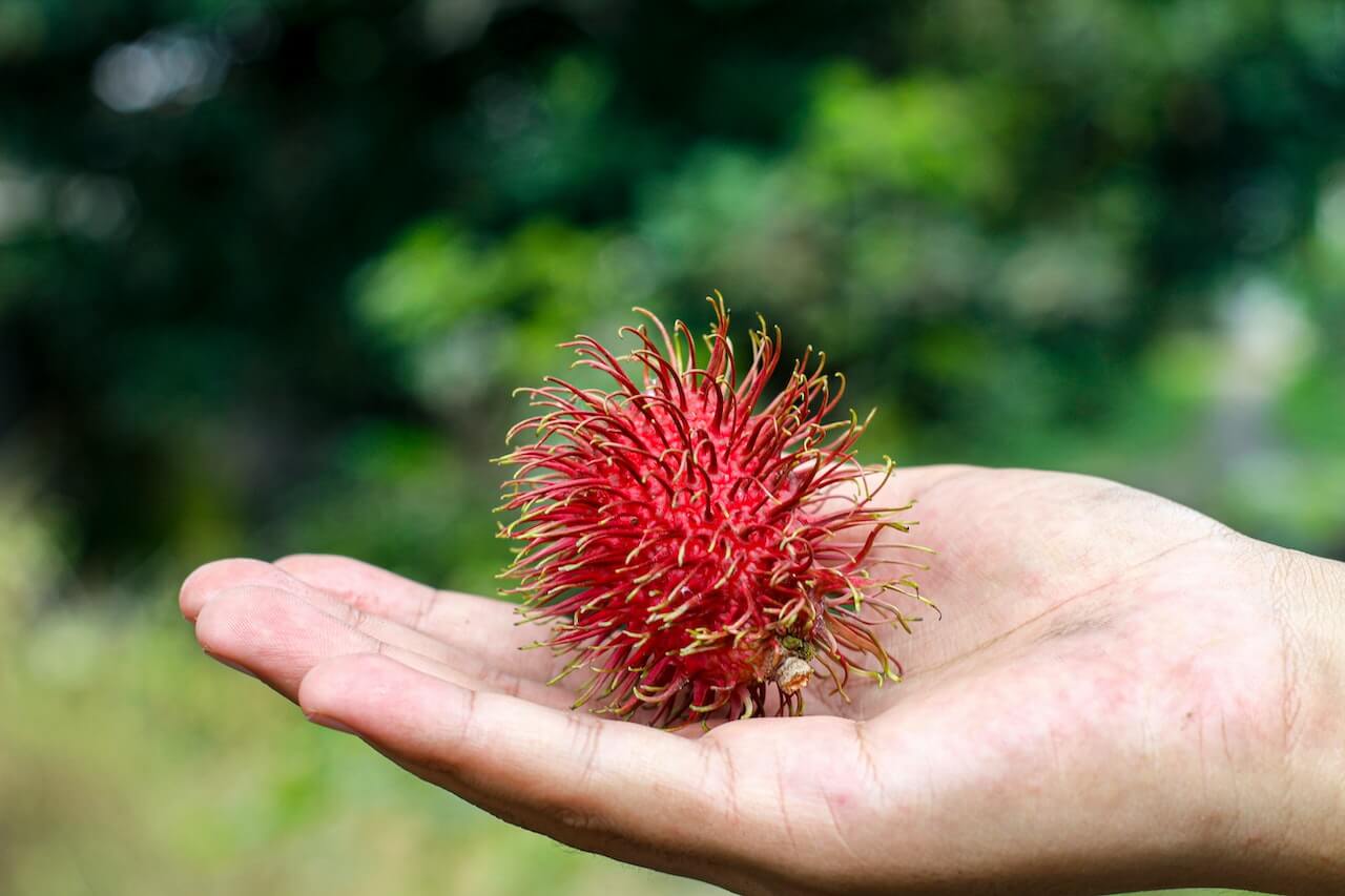 Bright red rambutan fruit with spiky hair-like exterior, resting on an open palm