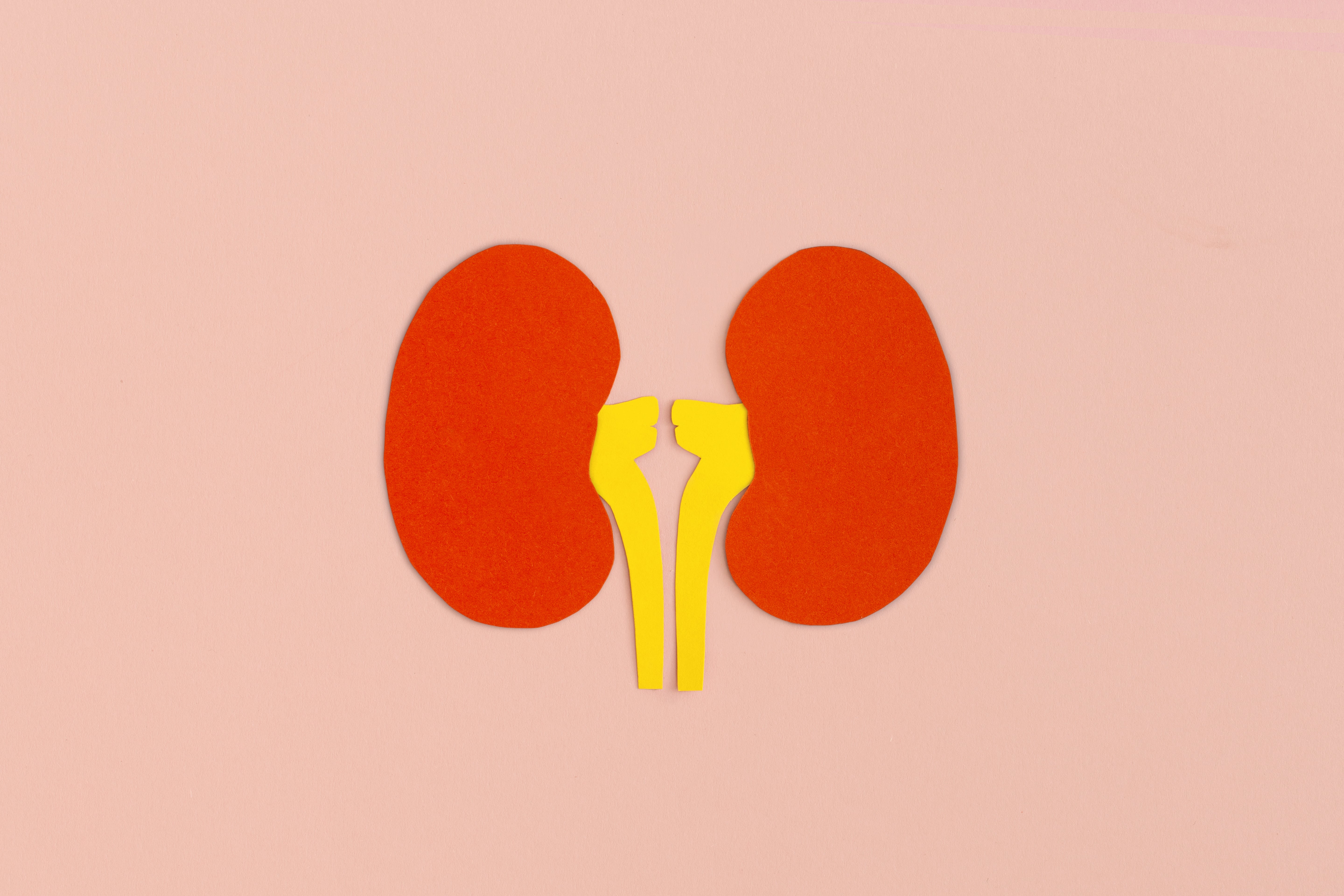 kidneys
