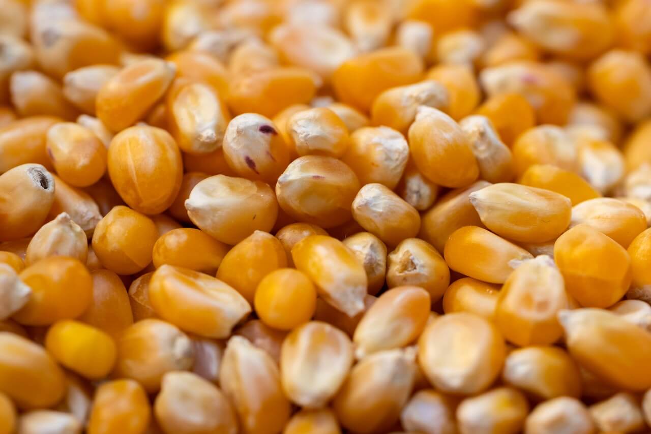 Close-up of golden yellow corn kernels in a large pile
