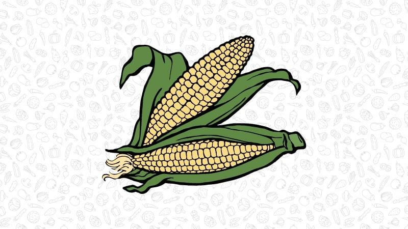 Two ripe corn cobs with green husks on a light background