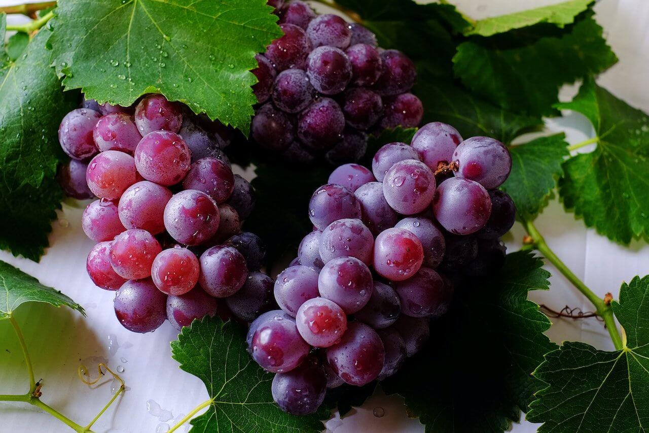 Fresh red and purple grapes with green leaves and water droplets