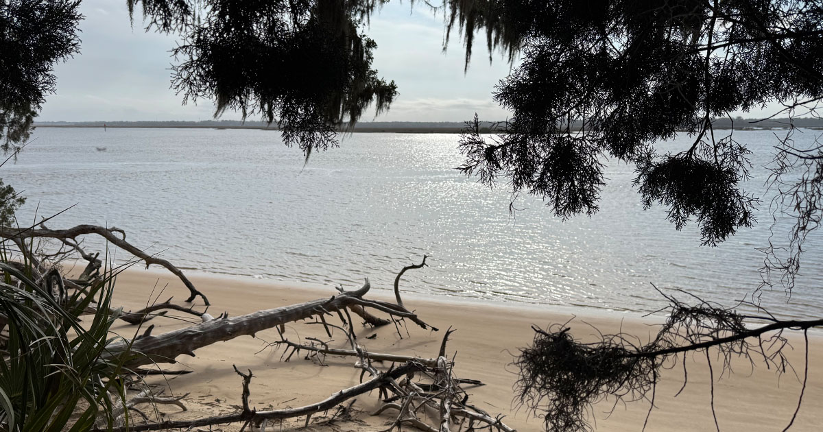 Beach area with petrified logs overlooking intra-coastal waterway